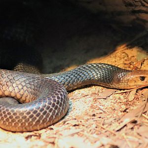Eastern Brown Snake (Pseudonaja textilis)