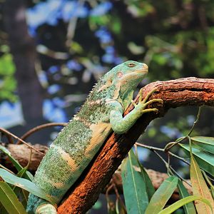 Fijian Crested Iguana (Brachylophus vitiensis)