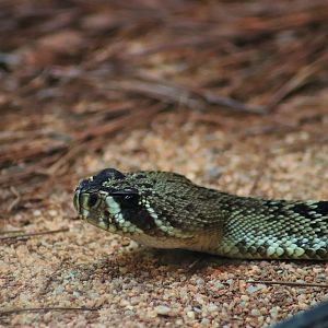 Eastern Diamondback Rattlesnake (Crotalus adamanteus)