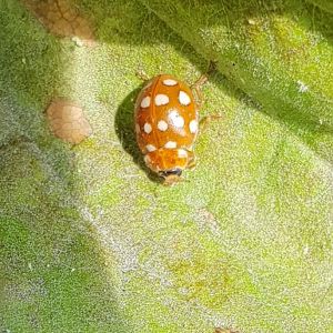 Orange ladybird - Halyzia sedecimguttata