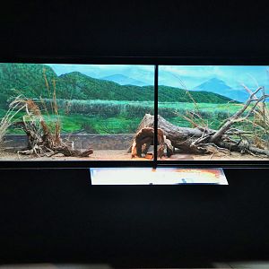 Coastal Taipan Enclosure