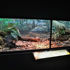 Scrub Python Enclosure
