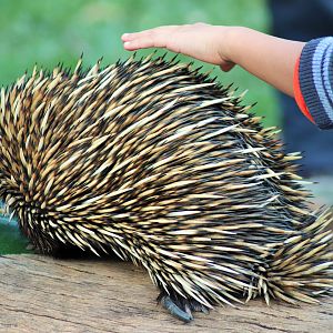 Short-beaked Echidna (Tachyglossus aculeatus)