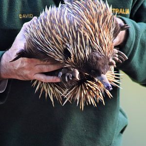 Short-beaked Echidna (Tachyglossus aculeatus)
