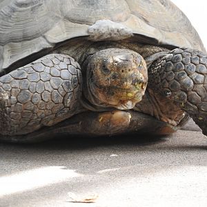 "Herkimer", Desert Tortoise
