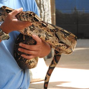 "Bradshaw", Boa Constrictor