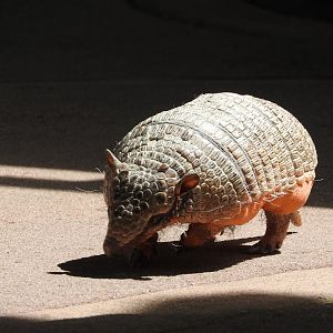 "Abby", Six-banded Armadillo