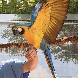"Julio", Blue & Yellow Macaw