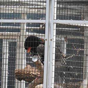 Bateleur Eagle (semi-offshow)