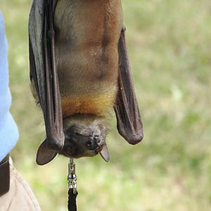 "Oswald", Straw-colored Fruit Bat