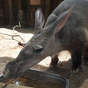 Upclose Aardvark