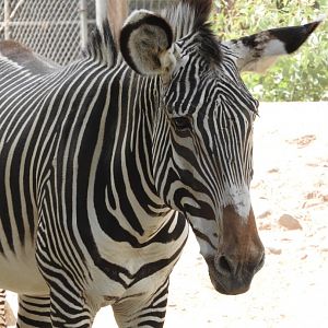 Grevy's Zebra