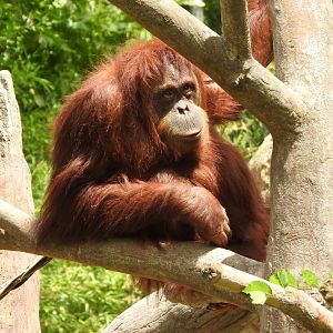 Sumatran Orangutan