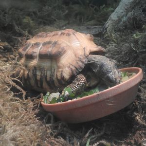 Madagascar Flat-tailed Tortoise