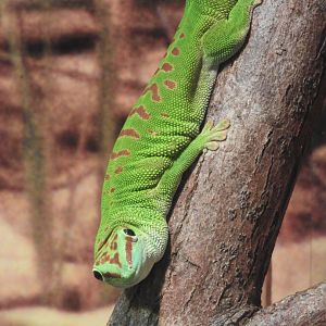 Madagascar Giant Day Gecko