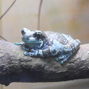 Amazon Milk Frog