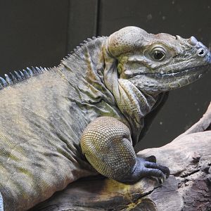 Rhinoceros Iguana