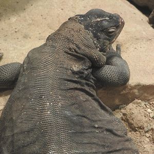 Chuckwalla
