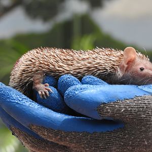 "Orville", Lesser Hedgehog Tenrec