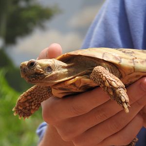 "Flapjack", Pancake Tortoise