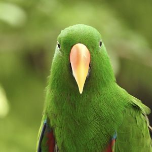 "Robbie", Eclectus Parrot
