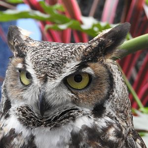 "Charlie", Great Horned Owl