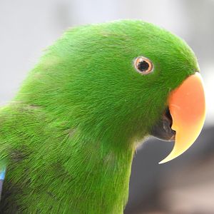"Robbie", Eclectus Parrot