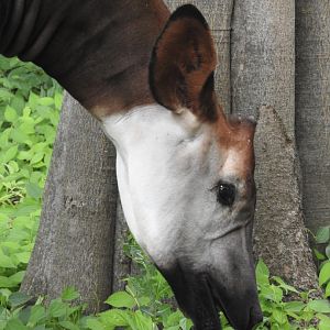 Okapi