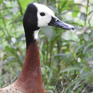 White-faced Whistling Duck