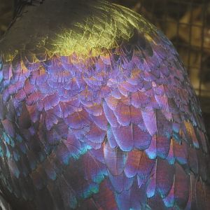 Himalayan Monal iridescence
