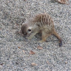 Meerkat