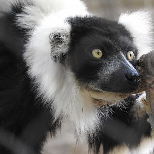 Black & White Ruffed Lemur