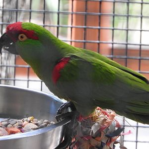 Thick-billed Parrot