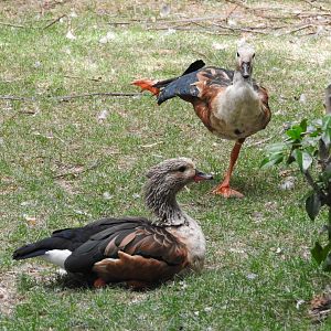 Orinoco Geese
