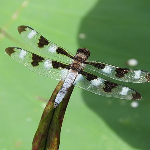 Twelve-spotted Skimmer