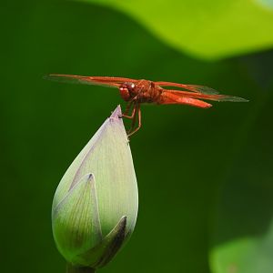 Flame Skimmer