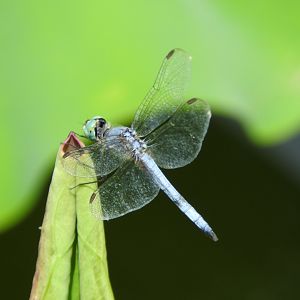 Dragonfly sp.