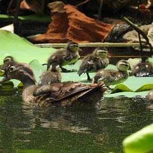 Wood Duck and ducklings