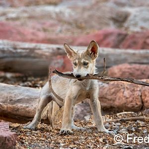 Mexican wolf pup