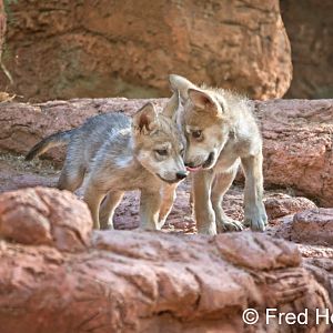 Mexican wolf pups