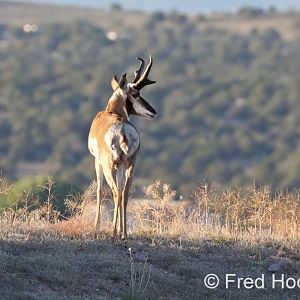wild pronghorn