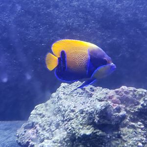 Blue-girdled Angelfish