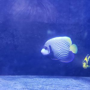 Emperor and Bicolor Angelfishes