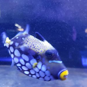 Clown Triggerfish