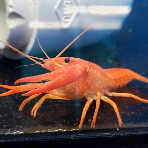 Red Crayfish sp.