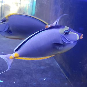 Naso and Naso Blonde Tangs