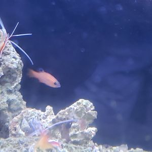 Swales Swissguard Basslet, cleaner shrimps