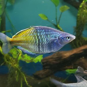 Boesmani Rainbowfish
