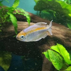 Congo Tetra