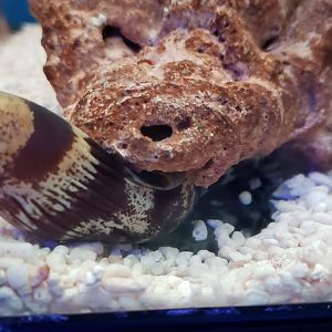 Barred Moray